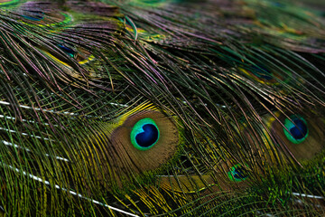 Obraz premium Close up of the peacock feathers .Macro blue feather, Feather, Bird, Animal. Macro photograph.