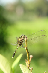 Orthetrum Sabina or rhinoceros dragonfly, the slender skimmer or green marsh hawk, is a species of dragonfly in the family Libellulidae
