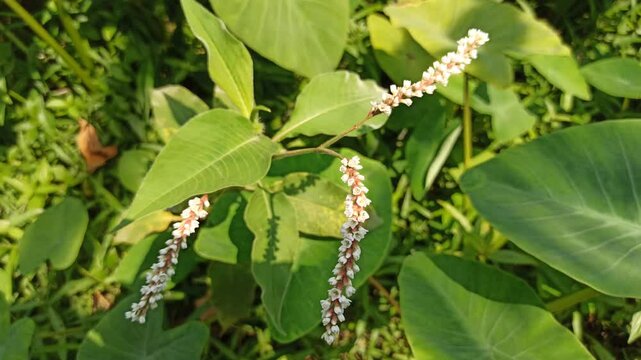 Persicaria lapathifolia