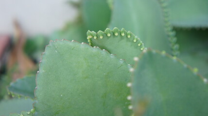 Close-up of Bryophyllum Pinnatum, Mother of Thousands Plant, Showing Leaf Detail and Plantlets