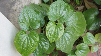 Lush Green Piper Betle Plant with Heart-Shaped Leaves