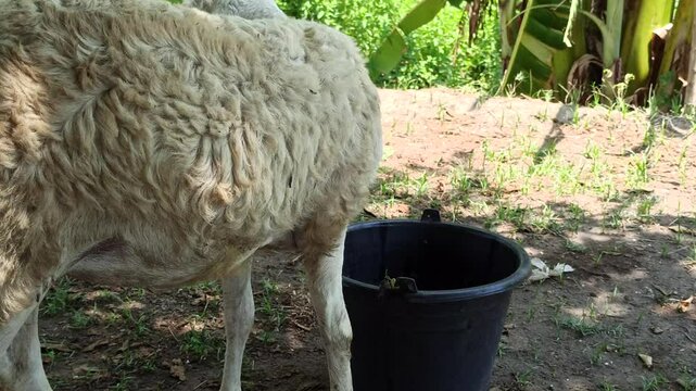 cute the sheep