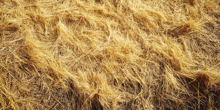 Dry yellow hay grass background, grass, dry, hay, yellow, background - Powered by Adobe