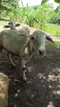 cute the sheep