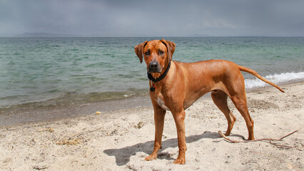 Alert Rhodesian Ridgeback dog on beach of volcanic pumice sand at Whareroa, Lake Taupō, New Zealand.