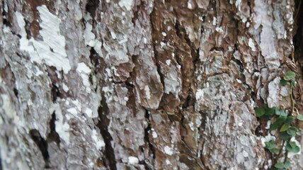 Detailed Close-Up of Weathered Tree Bark Texture with Lichen and Vines