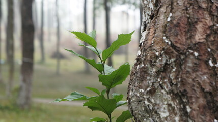 New Growth Beside a Tree Trunk in a Forest