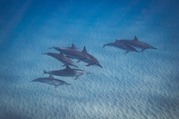 Spinner Dolphins in Tropical Waters
