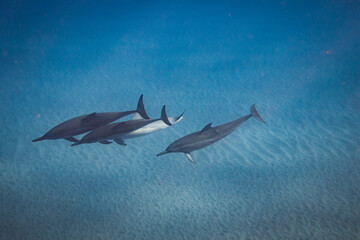Hawaiian Spinner Dolphins in Crystal Waters