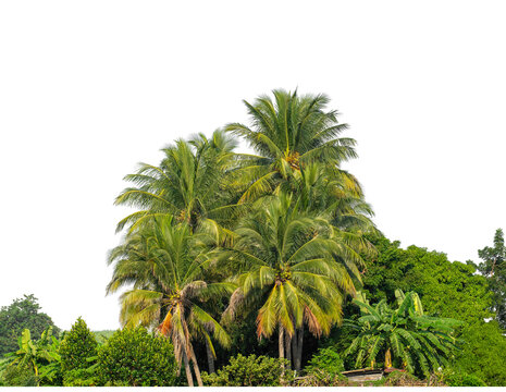 Coconut palm trees in summer on transparent background with clipping path and alpha channel, high resolution...