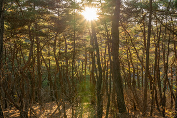 Obraz premium sunburst in the trees