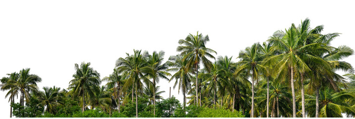 Coconut palm trees in summer on transparent background with clipping path and alpha channel, high resolution.