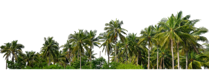 Coconut palm trees in summer on transparent background with clipping path and alpha channel, high resolution.