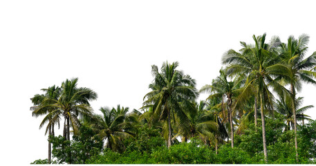 Coconut palm trees in summer on transparent background with clipping path and alpha channel, high...