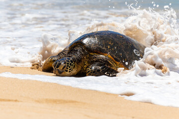 Hawaiian green sea turtle and ocean splash