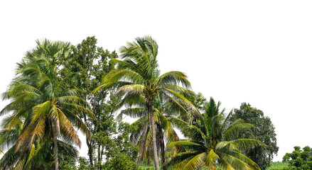 Coconut palm trees in summer on transparent background with clipping path and alpha channel, high resolution.