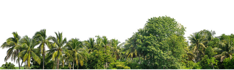 Coconut palm trees in summer on transparent background with clipping path and alpha channel, high resolution.