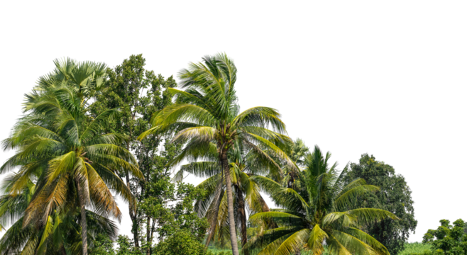 Coconut palm trees in summer on transparent background with clipping path and alpha channel, high resolution.
