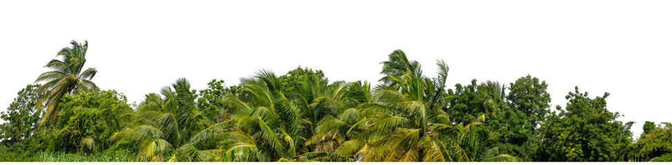 Coconut palm trees in summer on transparent background with clipping path and alpha channel, high resolution.