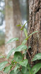 Lush Green Vine Growing on Old Wood Near Water