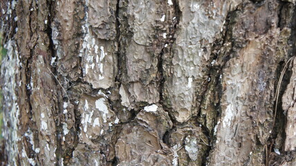Detailed Close-Up of Tree Bark Texture with White Patches