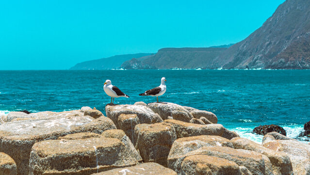 Gaviotas paradas en las rocas de una playa