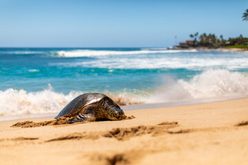 Turtle on Hawaiian shore with vibrant ocean
