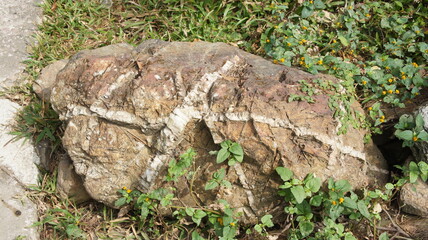 Large Rock Formation with Veins of Quartz and Surrounding Flora