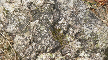 Close-up of Rough, Weathered Rock Surface with Moss and Dried Grass