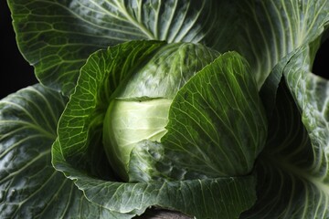 One ripe head of cabbage, closeup view