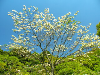 春の「21世紀の森と広場」の満開のハナミズキと森風景