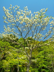 「春の21世紀の森と広場」の満開のハナミズキと森風景