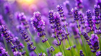 Obraz premium A close-up image of a blooming lavender plant with vibrant purple flowers, lavender, plant, flowers, aromatic, purple