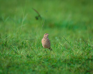 Paddyfield pipit posing for the photo in the grass lands