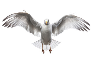 Obraz premium A seagull in flight with detailed wing feathers and tail spread out in a dynamic pose isolated on white background