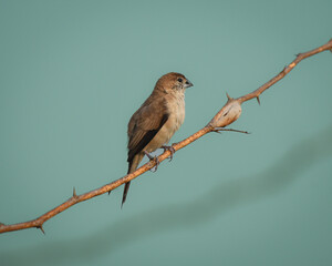 Indian Silver bill perching on the branch gracefully.