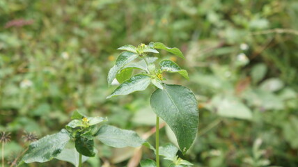 Close-up of a Small Green Plant with Tiny Yellow Flowers in a Lush Meadow
