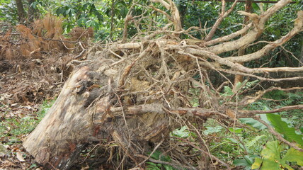 Fototapeta premium Uprooted Tree Trunk with Exposed Roots in Lush Green Forest