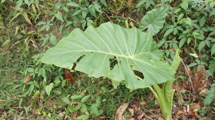 Large Taro Leaf with Holes in Lush Green Foliage