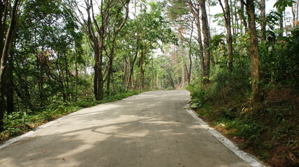 Obraz premium Serene Forest Road Winding Through Lush Green Canopy