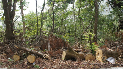 Deforestation Cut Trees and Forest Debris in Lush Green Forest