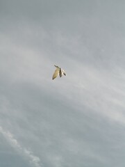 Gaviotas