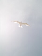 Gaviotas