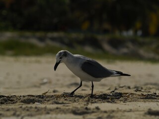 Gaviotas