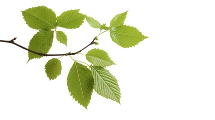 Fototapeta premium A detailed vector illustration of an Alder tree, showcasing its leaves and branches in a minimalist style against a clean white background.