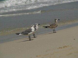Gaviotas