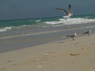 Gaviotas