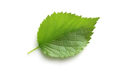 Obraz premium A detailed vector illustration of an Alder tree, showcasing its leaves and branches in a minimalist style against a clean white background.