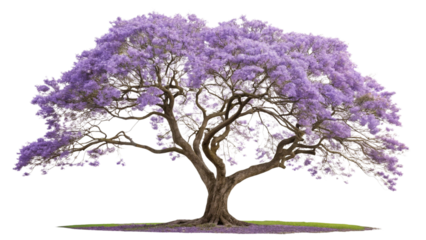 Lilac tree vector illustration, isolated on white background, perfect for spring floral design