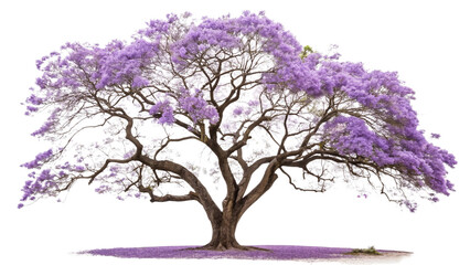Obraz premium Lilac tree silhouette on white background, perfect for spring and winter floral designs